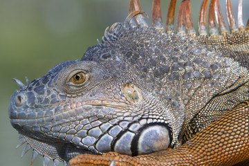 Fototapeta premium Portrait of a wild iguana lizard