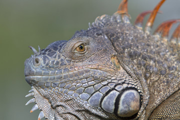 Portrait of a wild iguana lizard