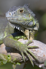 Portrait of a wild iguana lizard