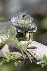 Portrait of a wild iguana lizard