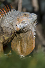 portrait of a wild iguana lizard