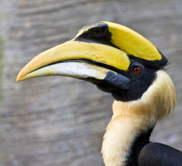 Great hornbill