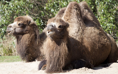 Bactrian Camel