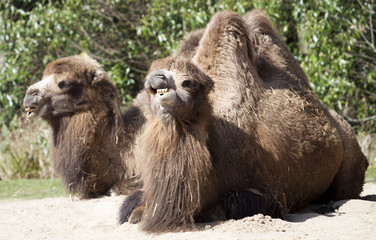 Bactrian Camel