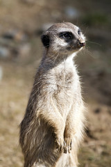 Meerkat (Suricata suricatta)