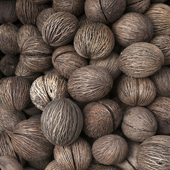 Othalanga - Suicide tree, Pong pong seed. Cerbera odollam fruit