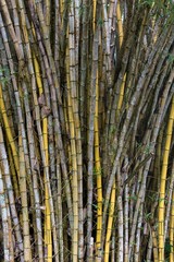 Stand of bamboo canes
