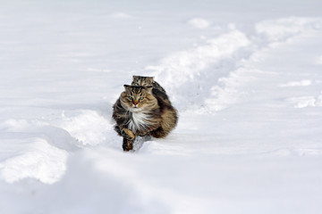 Zwei Katzen rennen fröhlich durch den Schnee