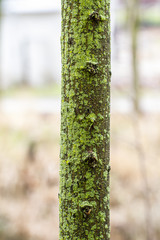 tree with green moss.Palace of Aranjuez, Madrid, Spain