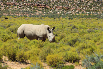 Rhinoceros in Kruger National Park, South Africa.