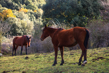 Horses grazing