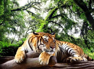 Tiger, der etwas auf dem Felsen im tropischen immergrünen Wald schaut © kamonrat