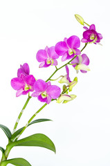 Orchids on white background