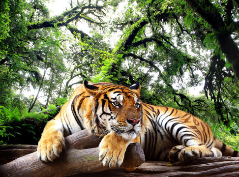 Fototapeta Fototapeta Tygrys leżący na drzewie w tropikalnym wiecznozielonym lesie na zamówienie