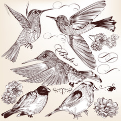Collection of vector hand drawn detailed  birds for design