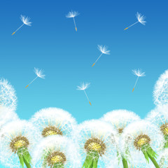 dandelions on a background of blue sky