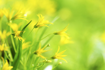Yellow spring flowers