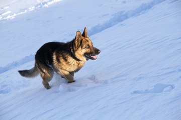 Perro Pastor Alemán corriendo sobre la nieve.