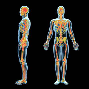 3d x-ray human anatomy model with skeleton inside side and front view