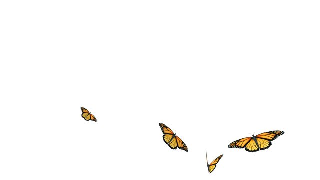 Computer generated butterflies with alpha channel