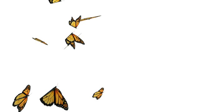 Computer generated butterflies with alpha channel