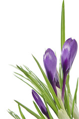 Fototapeta na wymiar Beautiful violet crocus isolated on white