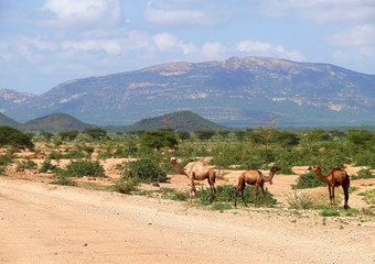 Fototapeta premium Wielbłądy w Kenii, w Afryce. Krajobraz górski. Rośliny i drzewa ar
