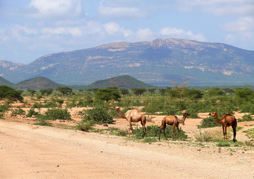 Camels in Kenya, Africa. Mountain landscape. Plants and trees ar