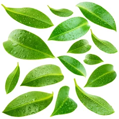 Photo sur Plexiglas Printemps Collage of beautiful green leaves isolated on white