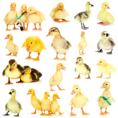 Little ducklings isolated on white