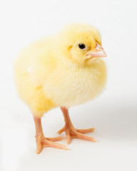 a single chicken chick on a white background