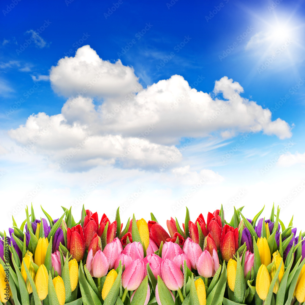 Poster tulip flowers with sunny blue sky