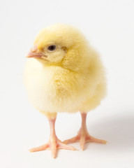 a single chicken chick on a white background