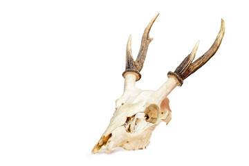 Trophy antlers isolated on white background