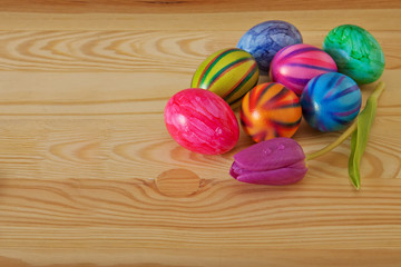 Colorful easter eggs and purple tulip. 