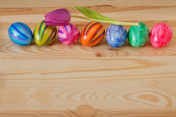 Colorful easter eggs and purple tulip. 