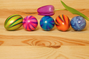 Colorful easter eggs and purple tulip. 