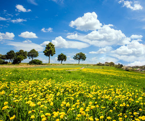 Auszeit im Frühling: Löwenzahnwiese mit Bäumen