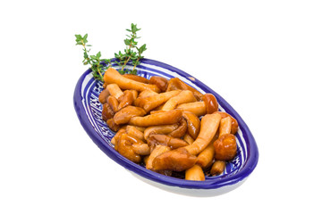 Armillaria