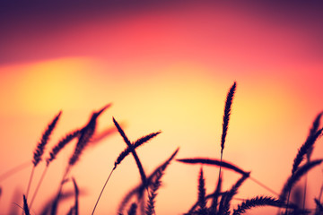 Sunset Field, Beautiful Vibrant Color