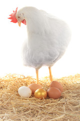 hen