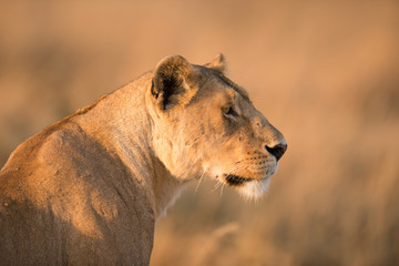 Female lion in Serengeti, Tanzania