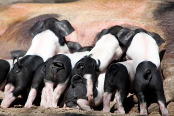 Sattelschwein -Schwein