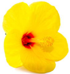 hibiscus jaune