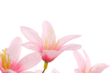 Fototapeta premium Close up of pink flowers.