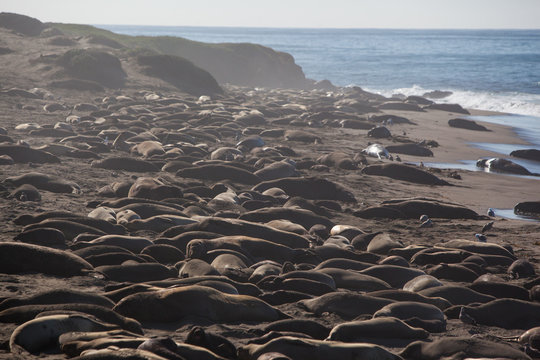 Elephant Seals On a Beach
