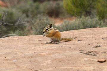 écureuil à canyonlands