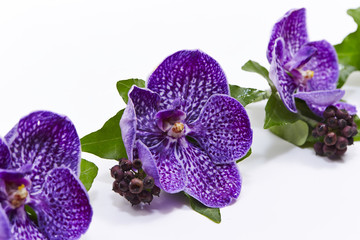 Orchid Isolated