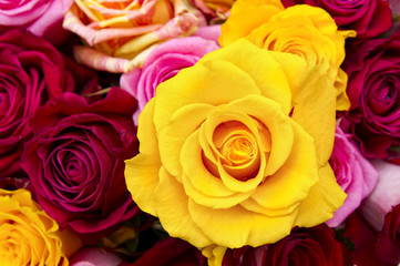 Yellow rose closeup