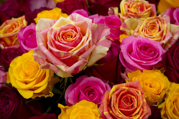 Multicolored  rose closeup